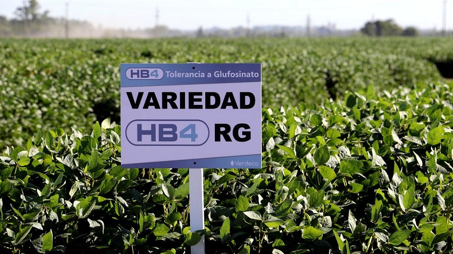 Soya HB4 en Bolivia: Tecnología para unos, incertidumbre para la sociedad