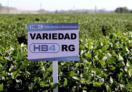 Soya HB4 en Bolivia: Tecnología para unos, incertidumbre para la sociedad